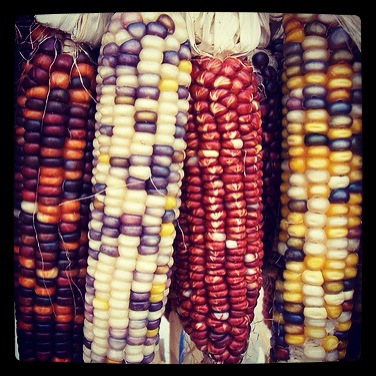 Photo: Colorful corn via #instagram