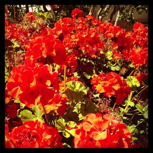 Photo: Red Geraniums via #instagram