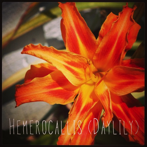 Photo: Hemerocallis (Daylily) via #instagram