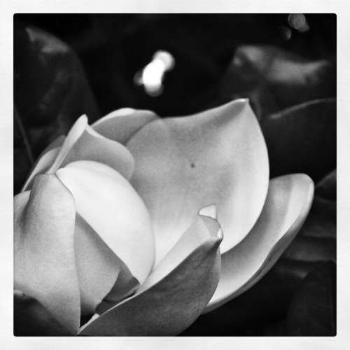Photo: Magnolia Blossom in Black and White via #instagram