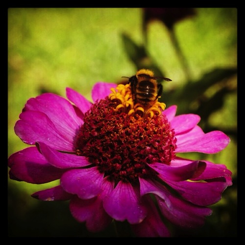 Photo: Bees on a Zinnia via #instagram