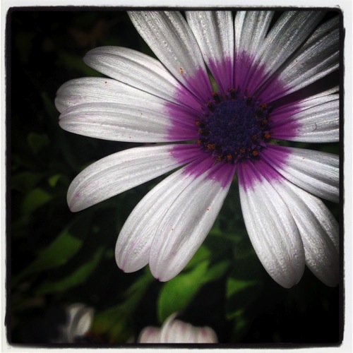 Photo: Daisy in the Neighborhood via #instagram