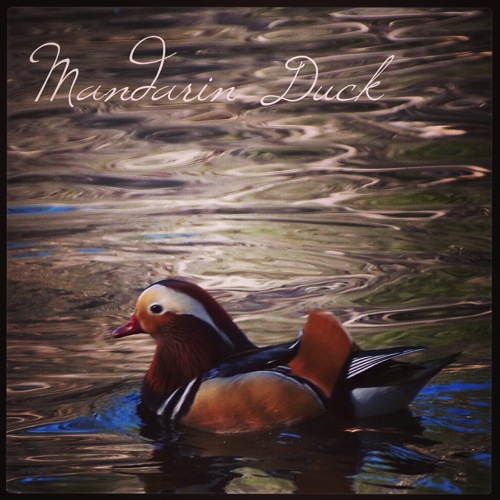 Photo: Mandarin Duck, Franklin Canyon Lake, Los Angeles, CA