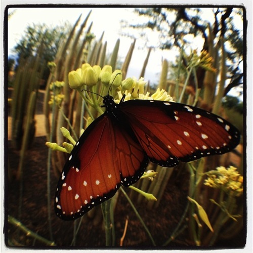 Photo: Butterfly on cactus flower, Sunnylands, Rancho Mirage, CA