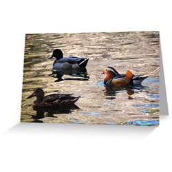 Duck cards sq