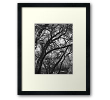 Oak tree print