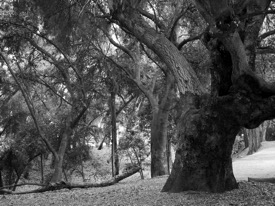 Oak Tree at Orcutt Ranch