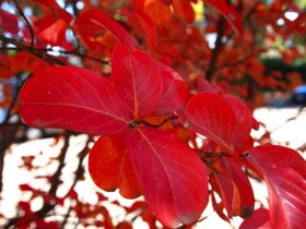 Red leaves