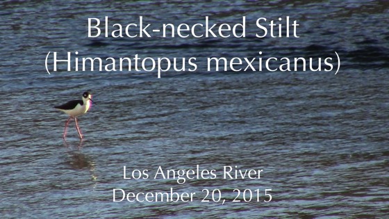 Black-necked Stilt (Himantopus mexicanus) in the Los Angele River (Silent) [Video]