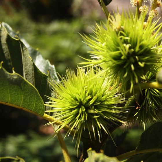 Chestnuts at The Old House on the flanks of Mount Etna via Instagram [Photo]