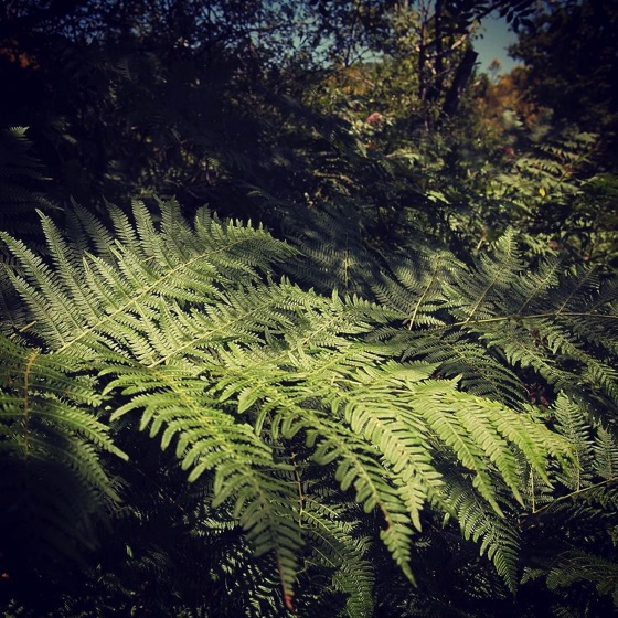 A Field of Ferns at The Old House on the Flanks of Etna via Instagram [Photo]
