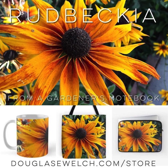Rudbeckia – Buy your favorites now exclusively from Douglas E. Welch via Instagram [Photo]