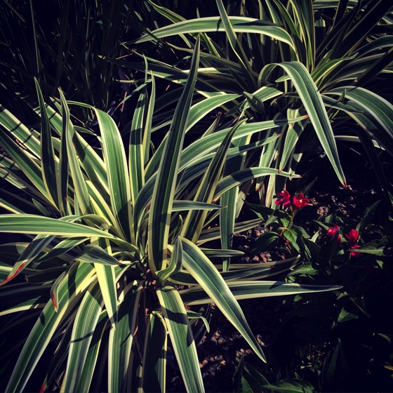 In the garden (center)… via Instagram [Photo]