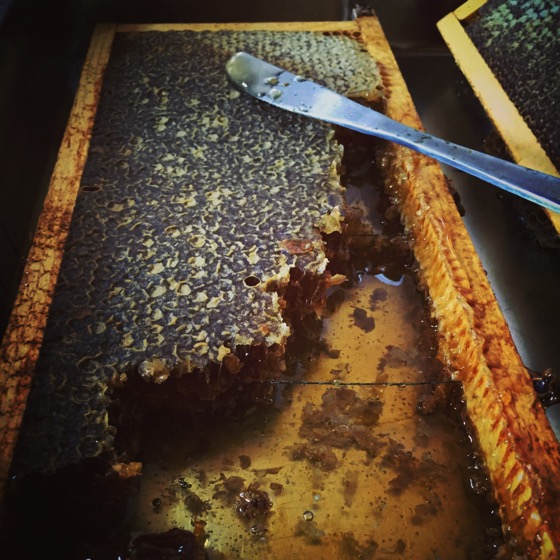 Honeycomb Tasting at Parco dell'Etna #sicily #italy #honey #beekeeping #travel #food