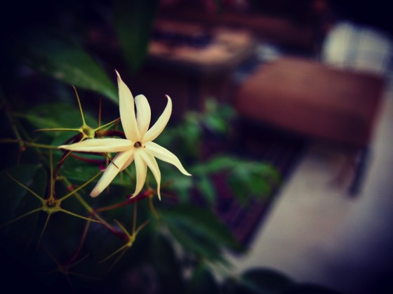 Little Flower [Photo]