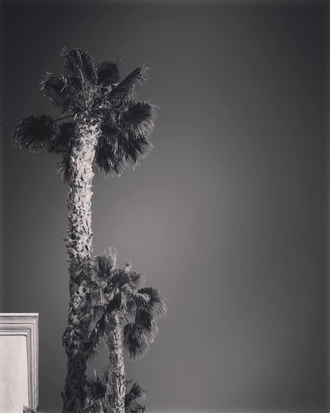 Desert Palms [Photo]
