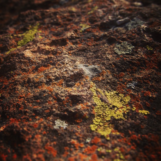 Lichen Up Close