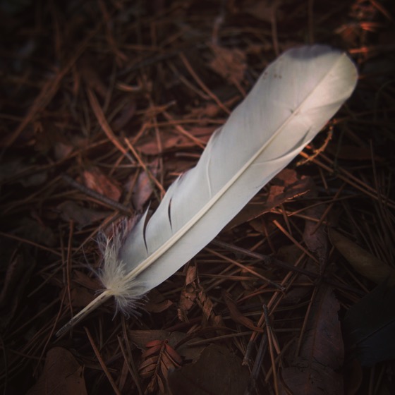 One last feather