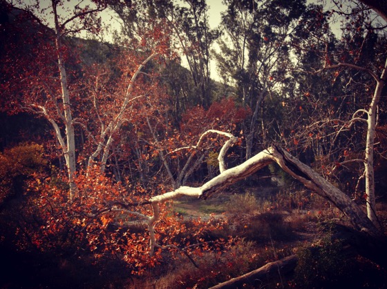 Sycamores, Santa Monica Mountain, California [Photo]