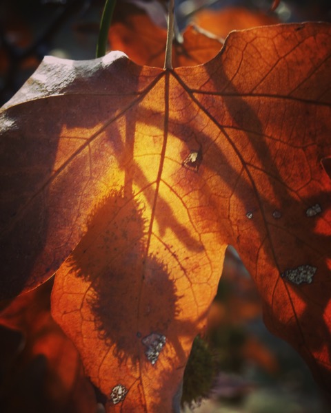 Sycamore Leaves and Seeds [Photo]