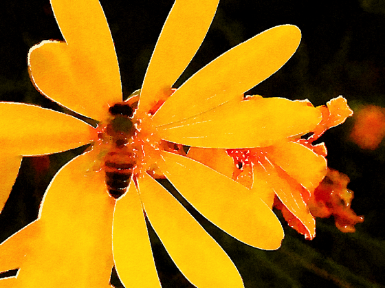 Bee on Yellow Flower Watercolor