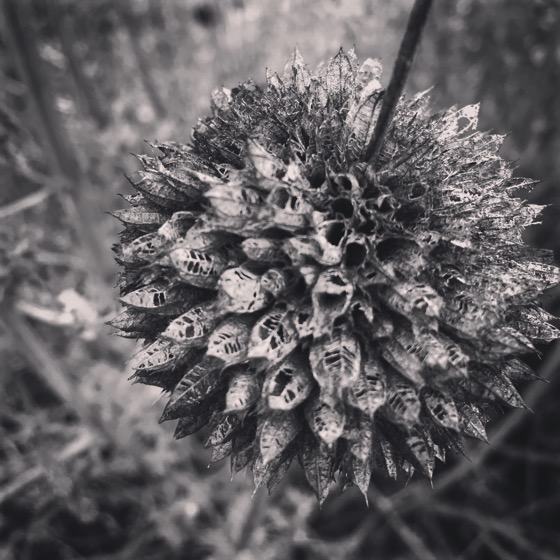 Leonotis Seed Pod [Photo]