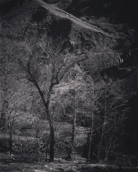 Burnt Tree, Little Tujunga Canyon, Angeles National Forest