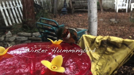 Winter Hummingbird - A Minute in the Garden 52 from A Gardener's Notebook