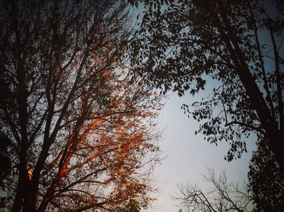 Sunset on the Ash Tree