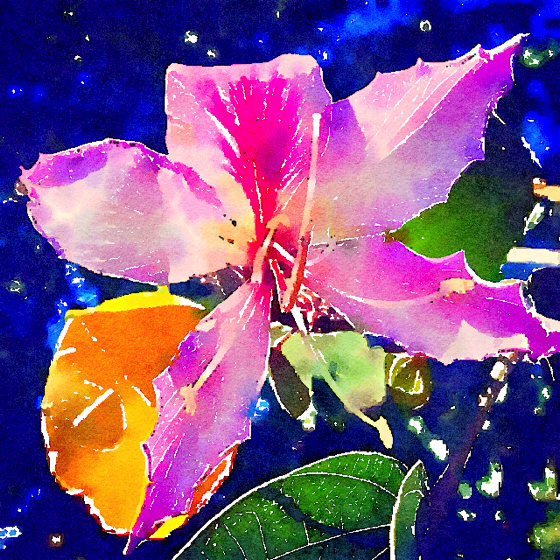 Bauhinia Flower Watercolor