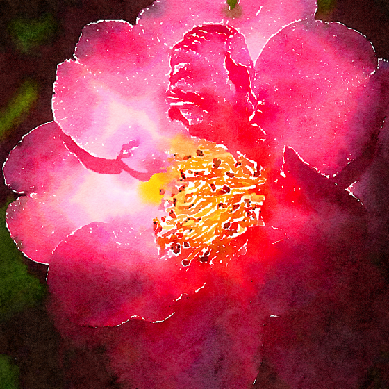 Camellia watercolor