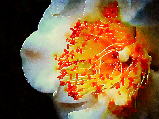 White camellia watercolor