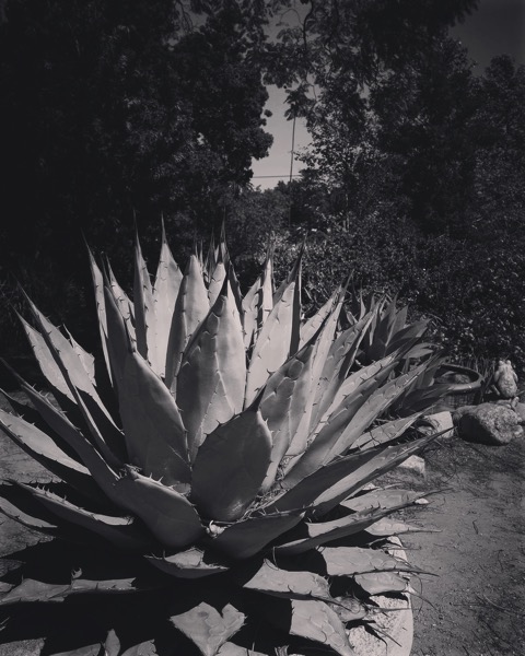 Agave in Black and White
