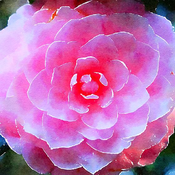 Pink Camellia Watercolor