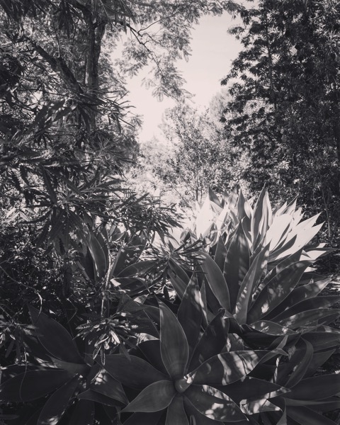 In the garden in Black and White