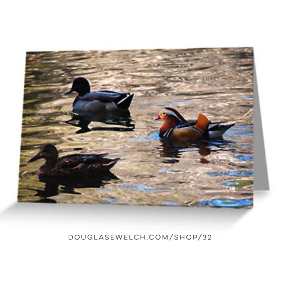 Bring nature home with these “Mandarin and Mallards” Cards, Totes, cases and more!