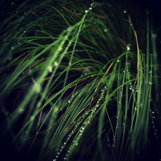 Rain on the grass