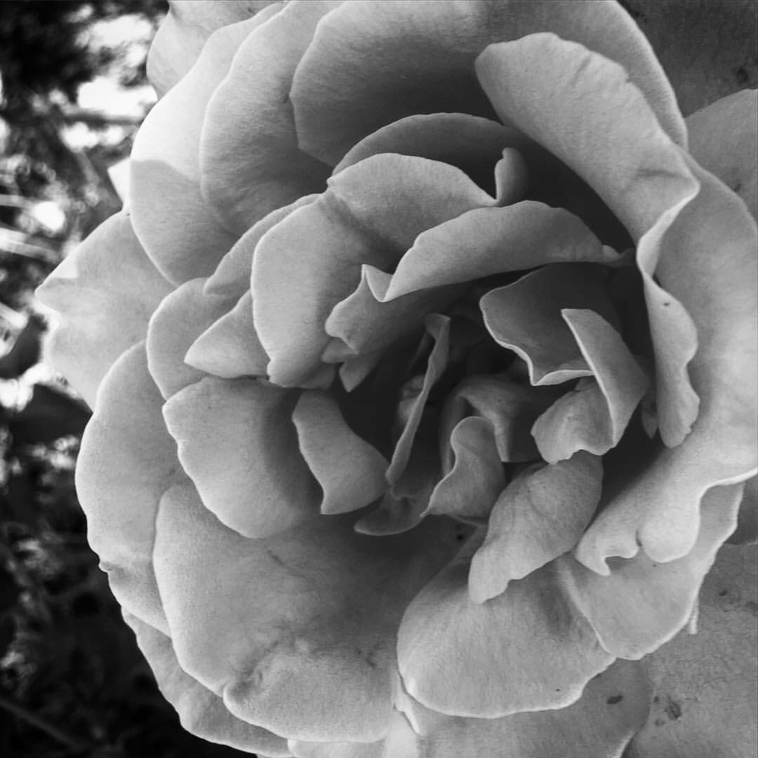 Rose in Black and White