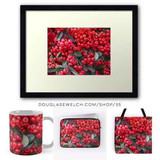 Get these shockingly red Pyracantha Berries for your home, phone or office