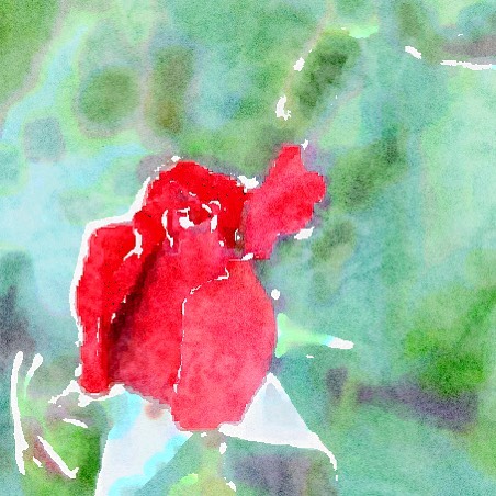 Blood Red Rose In Watercolor