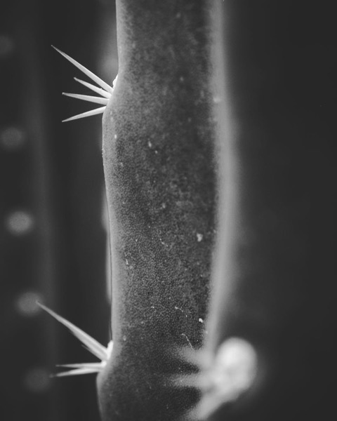 Cactus Needles in Black and White
