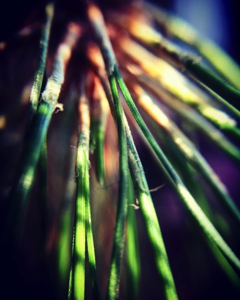 Pine needle macro photo via Instagram