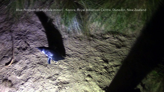 Blue Penguin (Eudyptula minor) - Korora (Maori), Royal Albatross Centre, Dunedin, New Zealand [Video] (0:43)