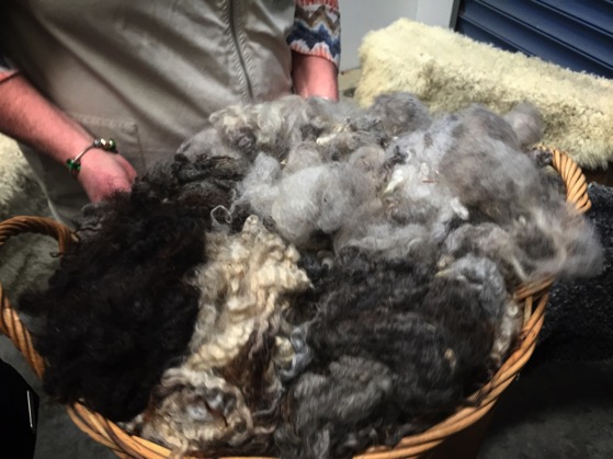 Naturally colored wool as it comes off the sheep