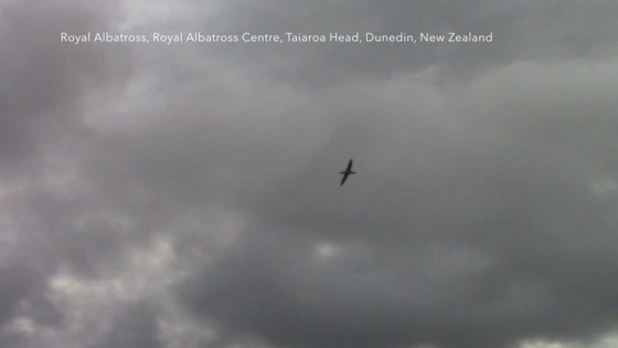 Royal Albatross, Taiaroa Head, Royal Albatross Centre, Dunedin, New Zealand 