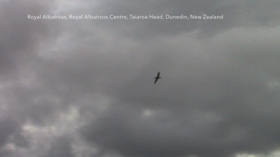 Royal Albatross, Taiaroa Head, Royal Albatross Centre, Dunedin, New Zealand [Video] (1:29)