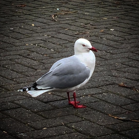 Red-footed gull (Chroicocephalus novaehollandiae scopulinus) via Instagram