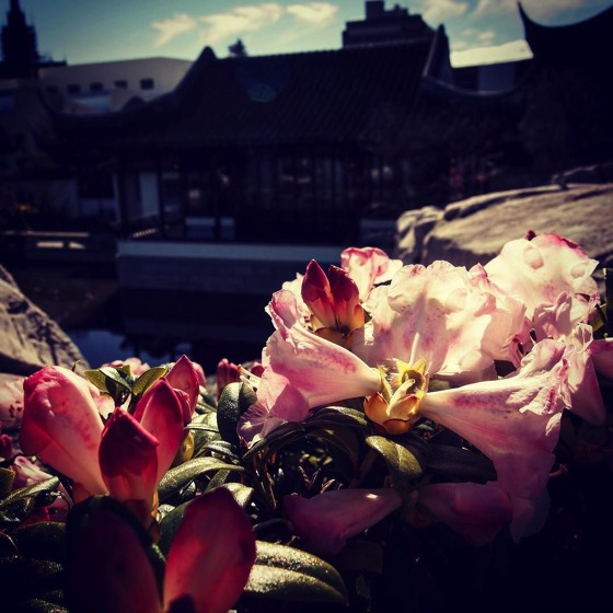 Rhododendrons in the Dunedin Chinese Garden, Dunedin, New Zealand via Instagram