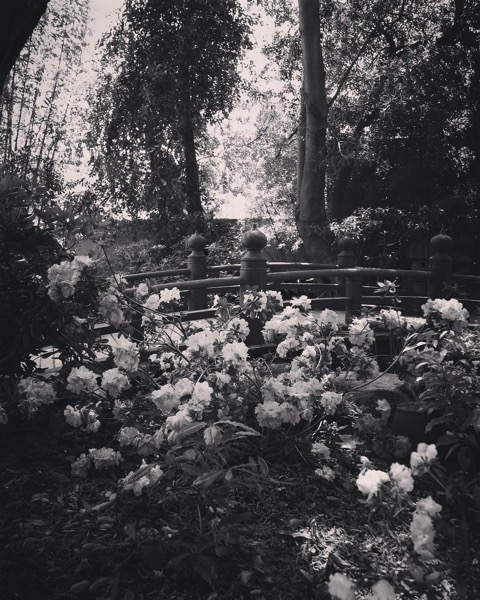 My Los Angeles 20 – Storrier Stearns Japanese Garden via Instagram
