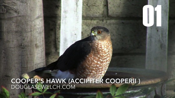 Cooper's Hawk (Accipiter cooperii): Back Again - 1 in a series from My Word